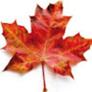 Meet your Posher, Dollie